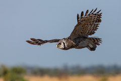 Verreaux's Eagle-Owl photo 3