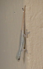 Lygodactylus conraui