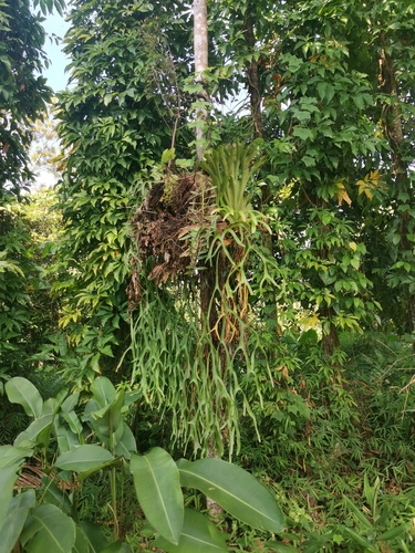 Platycerium coronarium (Platycerium coronarium)