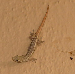 Lygodactylus conraui