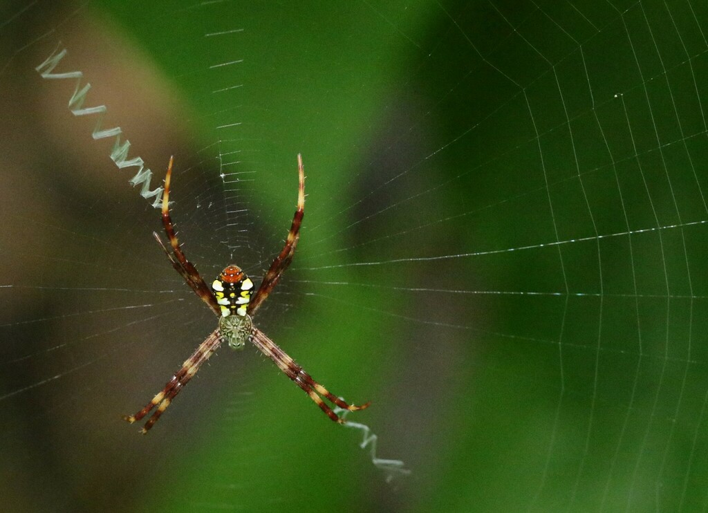 Argiope manila