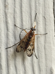 Rhagio albicornis
