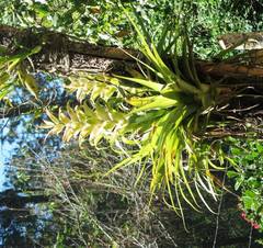 Tillandsia tillii