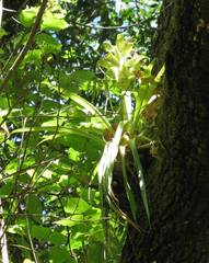 Tillandsia tillii