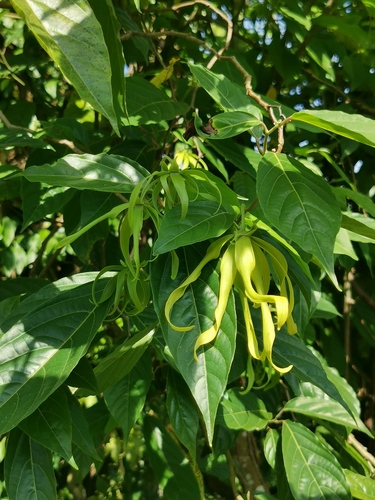 Cananga odorata