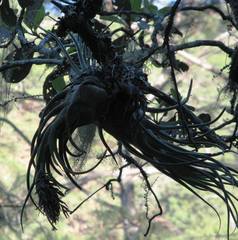 Tillandsia seleriana
