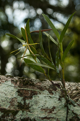 Epidendrum nocturnum