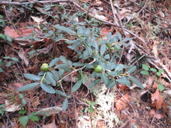 Ilex crenata