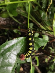 Astraptes
