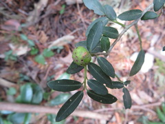 Ilex crenata
