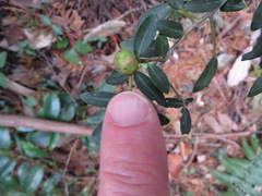 Ilex crenata