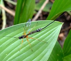 Rhyssella nitida
