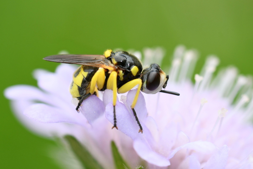 Dalmannia dorsalis