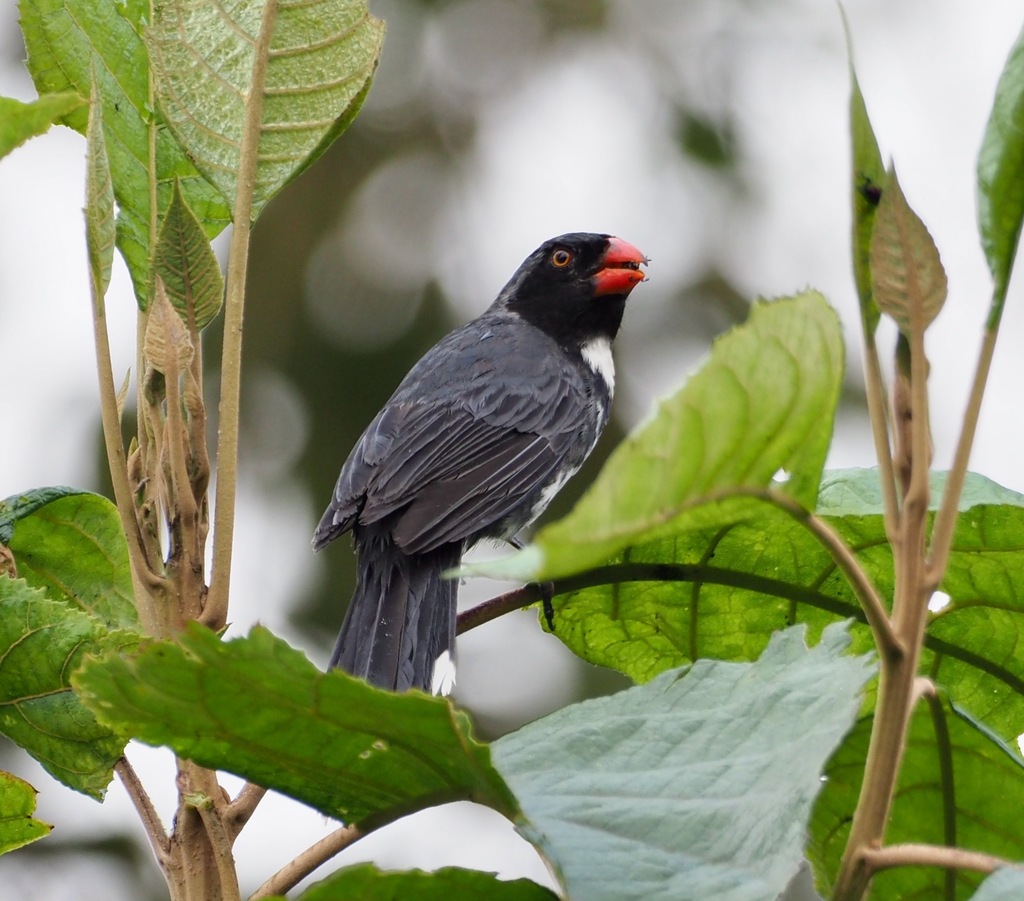 Masked Saltator photo