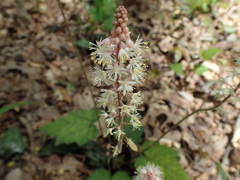 Tiarella wherryi