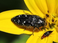 Acmaeodera ornatoides