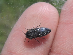 Acmaeodera ornatoides