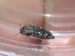 Acmaeodera ornatoides
