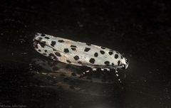 Ethmia clytodoxa