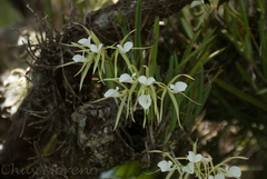 Brassavola nodosa