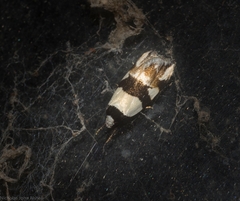 Zonopetala decisana