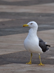 Larus fuscus
