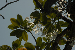 Brassavola nodosa
