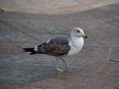 Larus fuscus