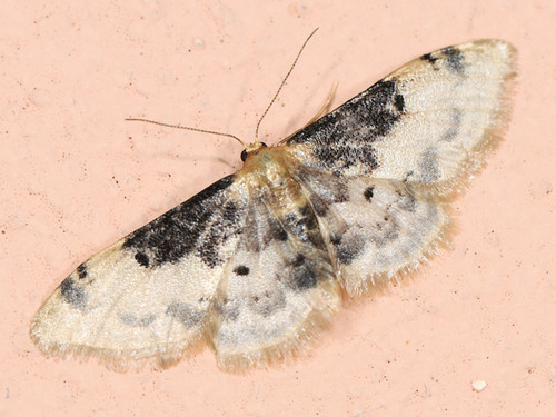 Idaea filicata, photo 4 of 10