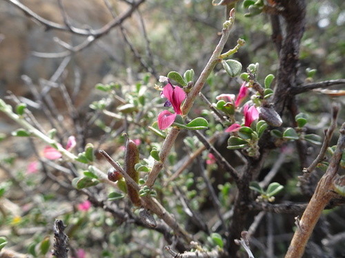 Image of Indigofera obcordata by (c) Thomas Koffel, some rights reserved (CC BY)