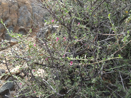 Image of Indigofera obcordata by (c) Thomas Koffel, some rights reserved (CC BY)