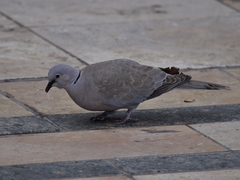 Streptopelia decaocto