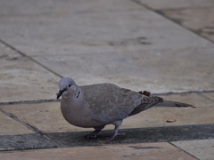 Streptopelia decaocto