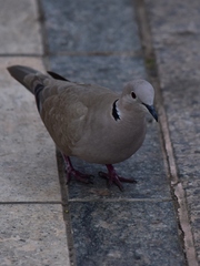 Streptopelia decaocto