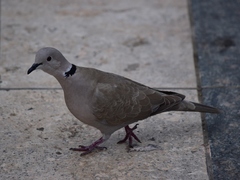 Streptopelia decaocto