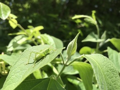 Tettigonia orientalis