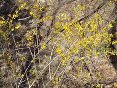 Forsythia suspensa