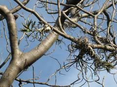 Tillandsia caput-medusae