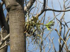 Tillandsia caput-medusae
