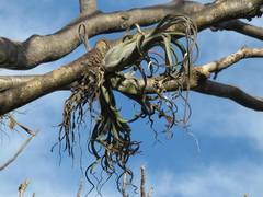 Tillandsia caput-medusae