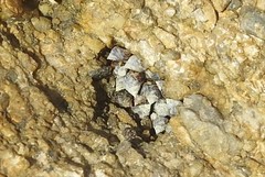 Littorininae
