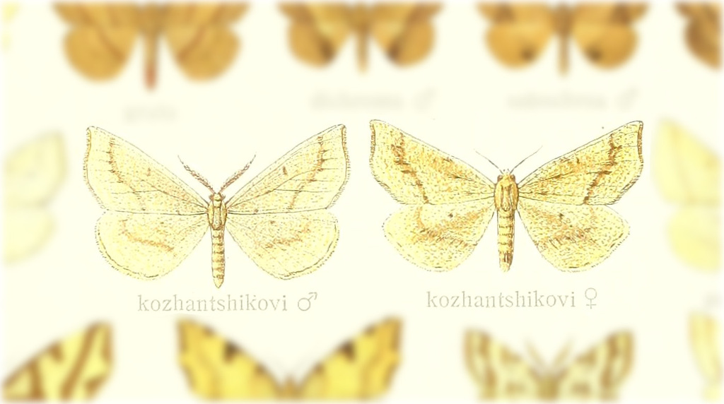 Hypoxystis mandli