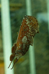 Hemiceratinae