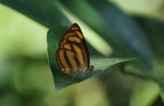 Lasippa heliodore dorelia