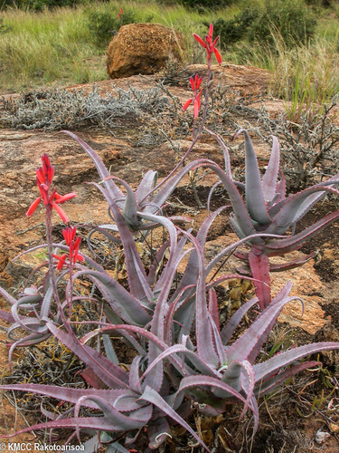 Aloe newtonii