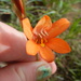 Tritonia strictifolia - Photo (c) AJ Rogerson, alguns direitos reservados (CC BY-NC), uploaded by AJ Rogerson