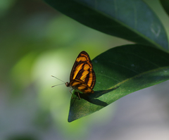 Lasippa heliodore dorelia