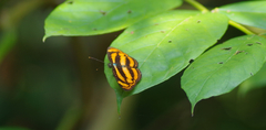 Lasippa heliodore dorelia