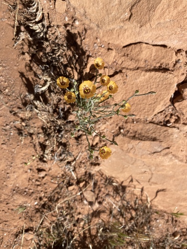 Plains flax (Linum puberulum)