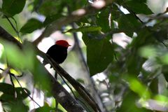 Ceratopipra mentalis